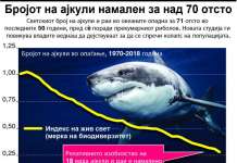 Во последните 50 години, бројот на ајкули намален над 70 отсто