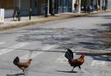 Ки Вест сака да го забрани хранењето на уличните кокошки