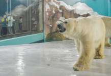 Хотел во кој соседи ви се поларни мечки