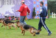 Правилна дресура за спокоен живот со миленик