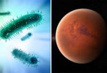 Некои микроорганизми од Земјата можат да преживеат на Марс