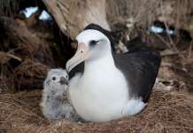 Најстарата птица стана мајка