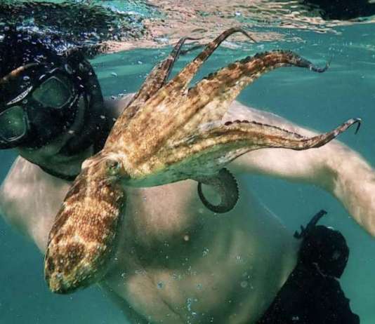 Танцот над танците човекот и октоподот