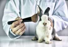 Крај за тестирањето козметика врз животни во Кина
