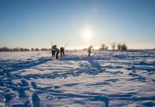 Замрзнато арктичко животно оживеало по 24.000 години