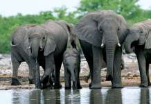 Ново нафтено поле во Намибиjа ќе загрози 130.000 слона