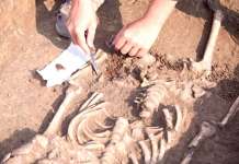 Праисторискиот човек е најстарата жртва на ајкула досега