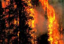 Во пожарите изгореле 442.074 метри кубни дрвна маса