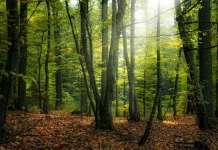 Се укинува забраната за движење во шуми