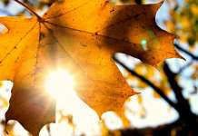 Претежно сончево време со максимална температура до 24 степени