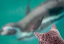 Фотографија на денот