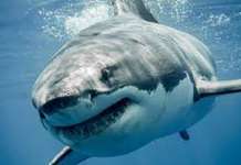 Најсмртоносни животни во светот