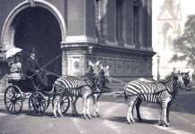 Човекот што ги скроти зебрите