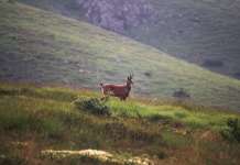 Поради туристите, на Стара Галичица повеќе нема случаи на лов на дива коза