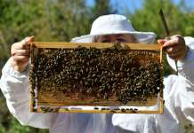 Дали спасот е во домашното производство?