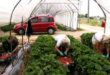 Повеќе работни дозволи за работници надвор од ЕУ