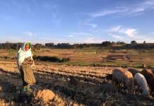 Премиера на документарниот филм „Планета на овците“ на „Синедејс“