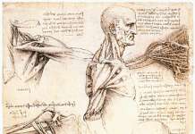 Како Леонардо да Винчи ја сфаќал убавината на анатомијата