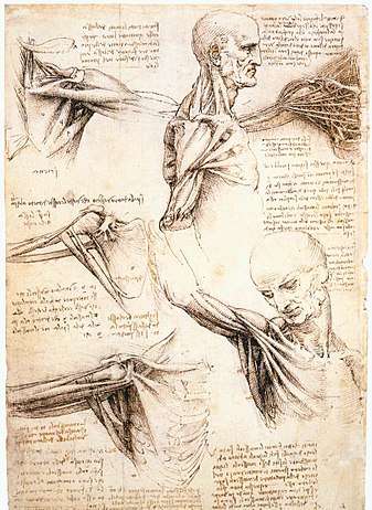 Како Леонардо да Винчи ја сфаќал убавината на анатомијата