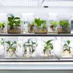 Генетски модифицирано растение  заменува 30 прочистувачи на воздухот