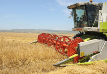 Вишок жито во Полска: Намалени цени и зголемени тензии!