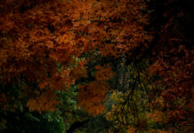 Есен во Скопје на Никола Петрeвски – ФОТОГРАФИЈА НА НЕДЕЛАТА