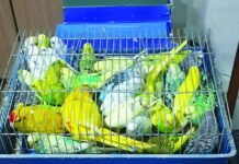 Запленети 47 папагали на „Табановце“, српски државјанин се обидел да ги внесе во Македонија