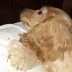 Сопствениците на домашни миленици имаат понизок степен на стрес и поголемо чувство на среќа