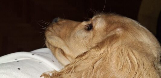 Сопствениците на домашни миленици имаат понизок степен на стрес и поголемо чувство на среќа