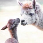 ФОТО: Алпаката Фелиција стана мајка по вторпат, зоолошка доби нов жител