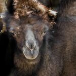 ФОТО: Зоолошката доби принова – мало и мило двогрбо камилче