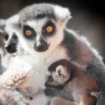 ФОТО: Беби – бум во скопската Зоолошка градина