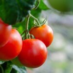 Правило при садење домати во вашата градина
