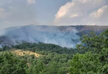 Ангелов: Продолжува да гори пожарот на планината Серта, гаснењето продолжува утре pozar negotinsko - Serta