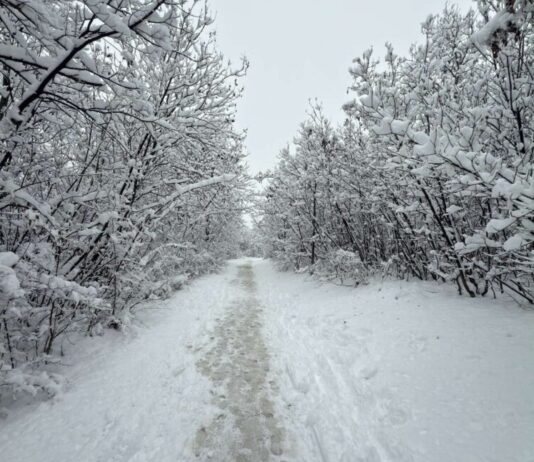 Жена почина во Сараево откако дрво падна врз неа поради насобран снег