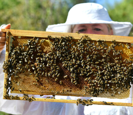Лекциите од пчелите за луѓето