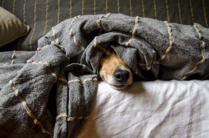 Pets and the Spring General of Home