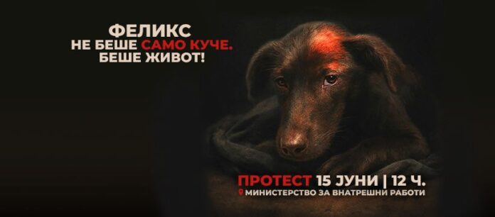 Trial of homeless dog’s murder Felix, activists are protesting on Sunday