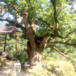 Чинарот многувековен симбол на село Вирово