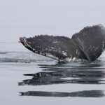 Зошто меурчињата во морето се толку опасни?