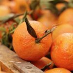 Албанија погодна за одгледување егзотично овошје