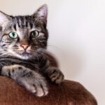 Мачките си ги знаат своите имиња – тие едноставно нè игнорираат