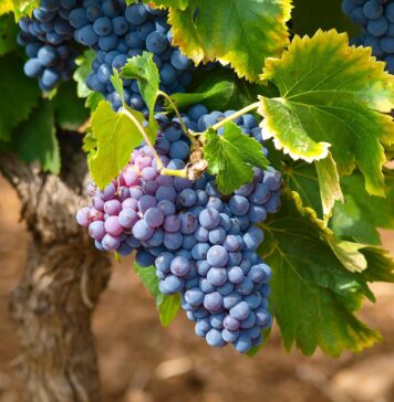 Бербата на грозје во Франција почнува сè порано поради  високите температури