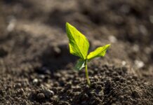 Глад во Газа: Останале само  232 хектари обработлива земја