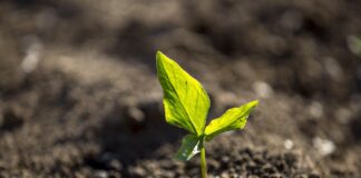 Глад во Газа: Останале само  232 хектари обработлива земја