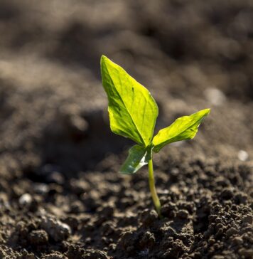 Глад во Газа: Останале само  232 хектари обработлива земја