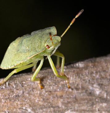 Спречете ја навалата на смрдливки