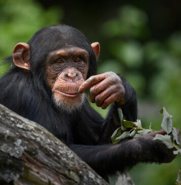Шимпанзата консумираат алкохол преку ферментирано овошје