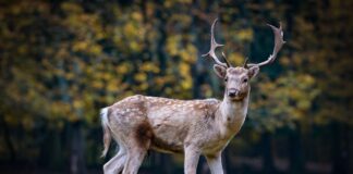 Дивечот – климатски прифатлива замена за говедското месо