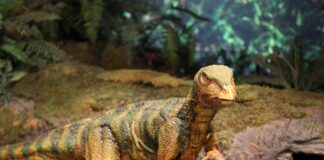 Пронајден фосил што одговара на теоријата дека астероид ги избришал диносаурусите од лицето на Земјата